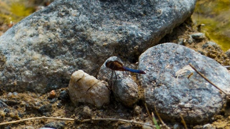 Una maravilla tan cercana como escondida