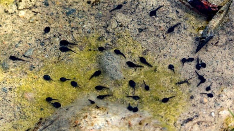 Una maravilla tan cercana como escondida