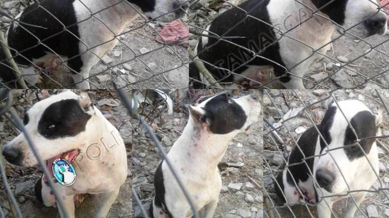 Secuestran un perro de raza en el dique El Jumeal