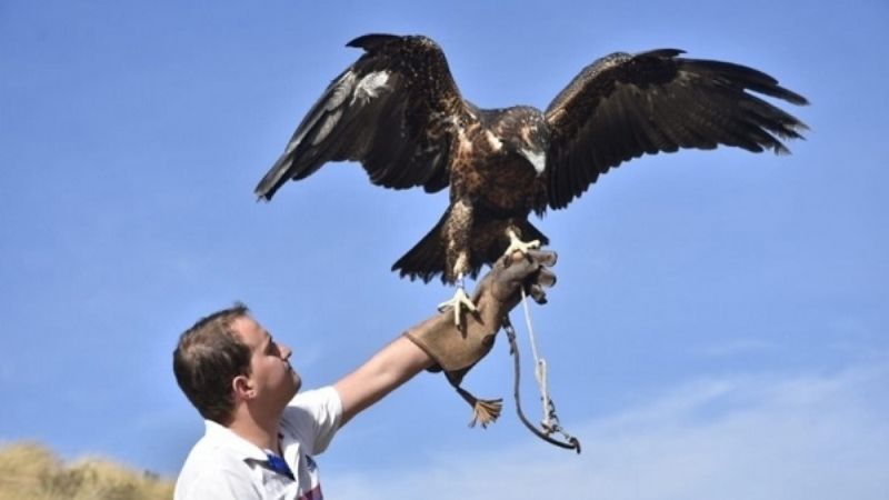 En total, fueron liberados 109 animales