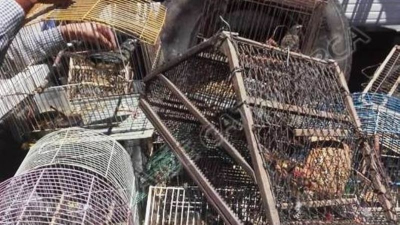 Secuestran tramperas, jaulas y aves