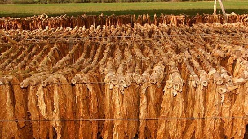 La cadena de tabaco del NEA-NOA reclamó por la caída en las ventas