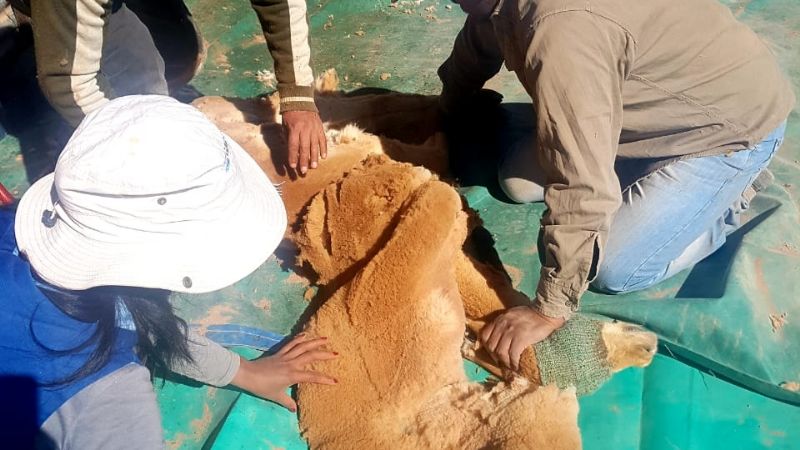 Captura y esquila de vicuñas en Antofagasta