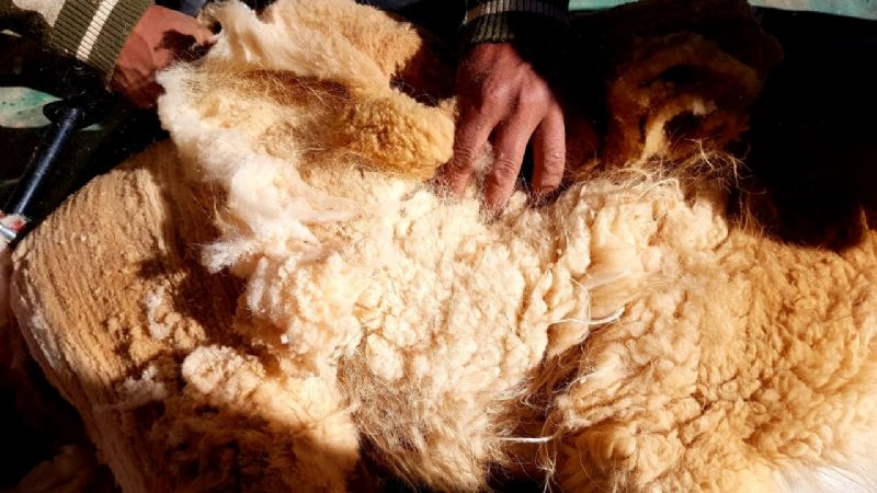 Captura y esquila de vicuñas en Antofagasta