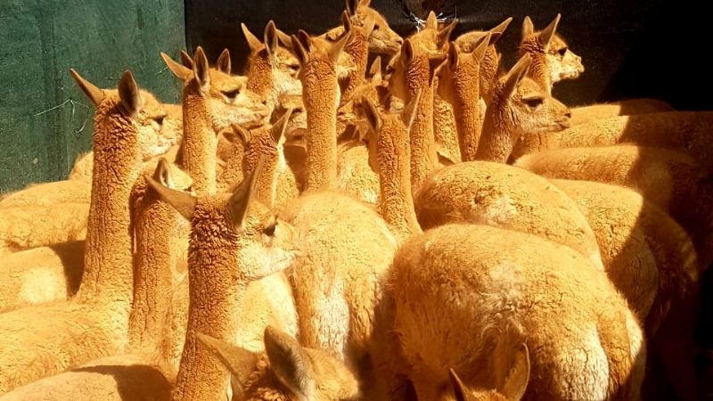 Captura y esquila de vicuñas en Antofagasta