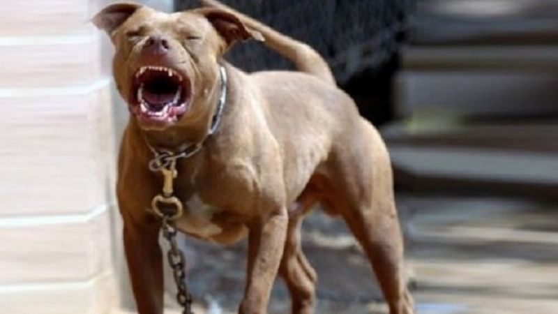 Un niño fue mordido por un Pitbull en Valle Chico