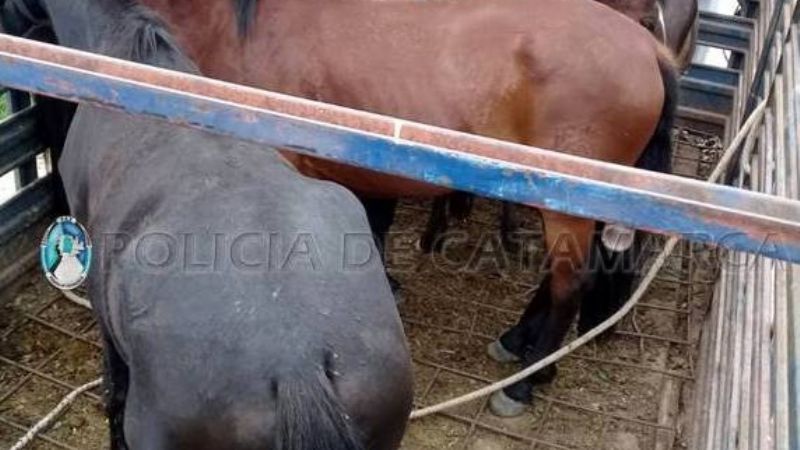 Capturan animales sueltos en Paclín