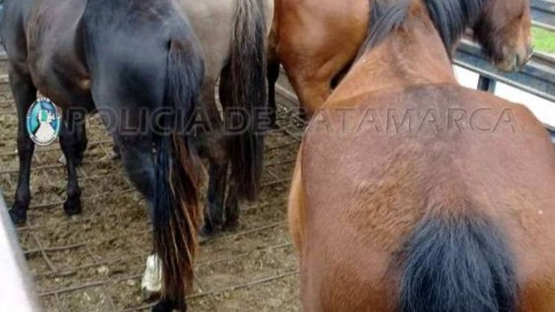 Capturan animales sueltos en Paclín