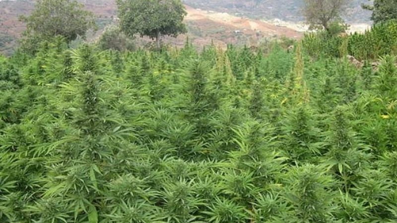 Instalarán en Jujuy la plantación de marihuana más grande del mundo