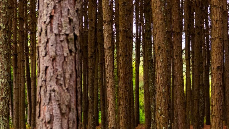 Asombroso crepúsculo en los pinos