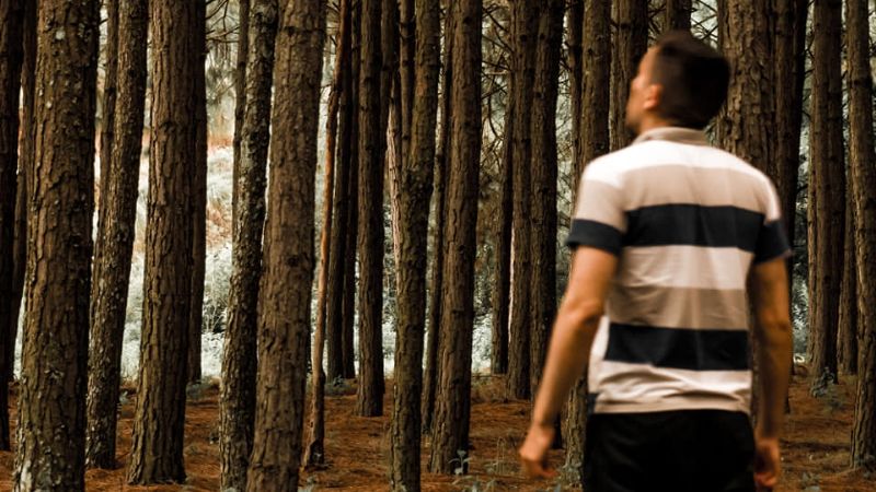 Asombroso crepúsculo en los pinos