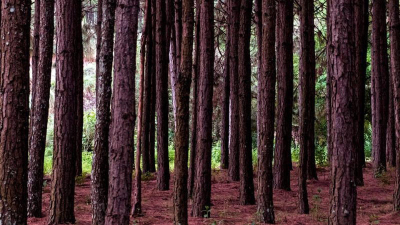 Asombroso crepúsculo en los pinos