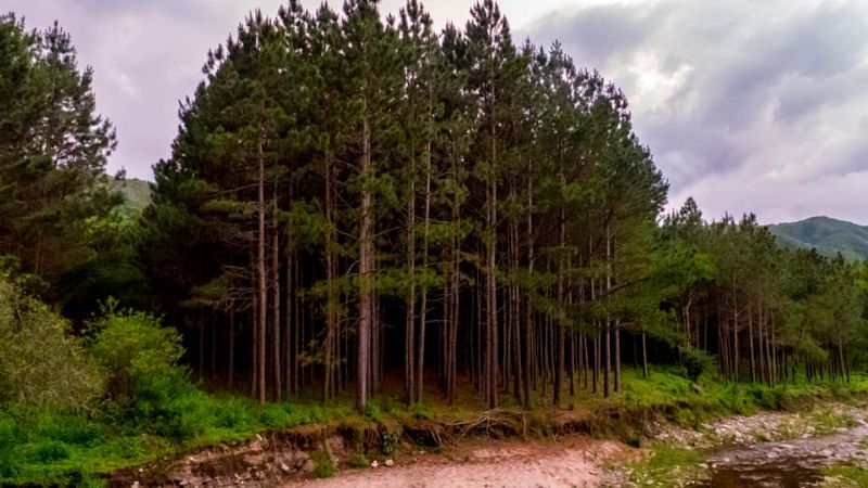 Asombroso crepúsculo en los pinos