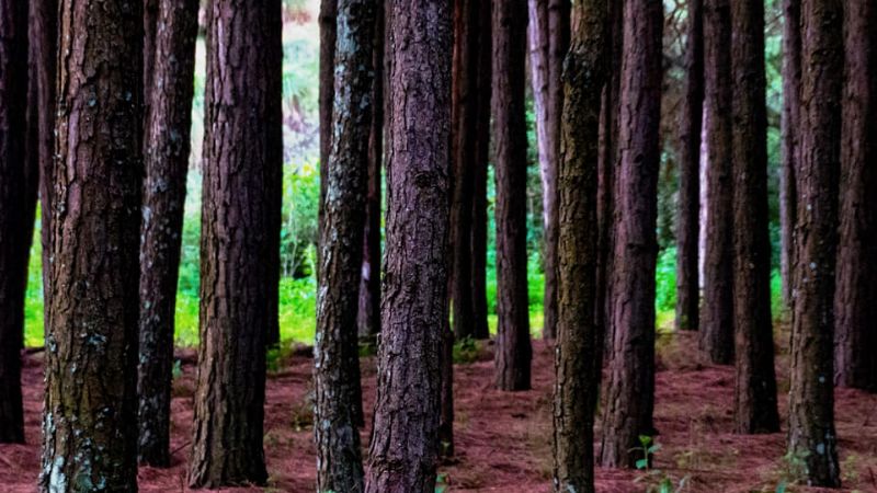 Asombroso crepúsculo en los pinos