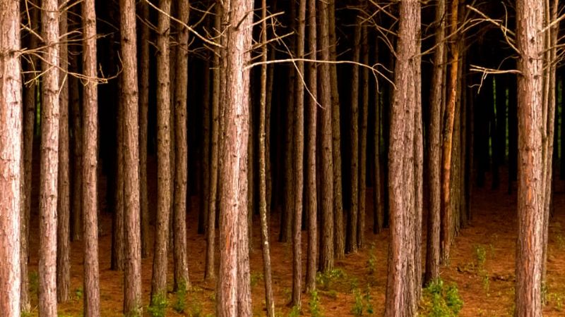 Asombroso crepúsculo en los pinos