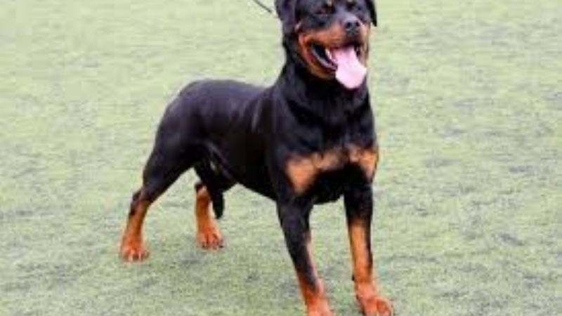 Aprehenden a dos jóvenes por el robo de un perro de raza