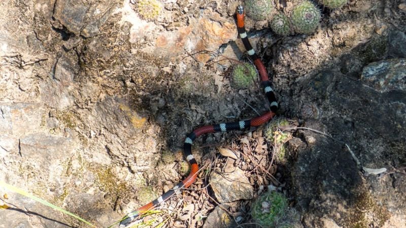 Víbora de coral en Catamarca
