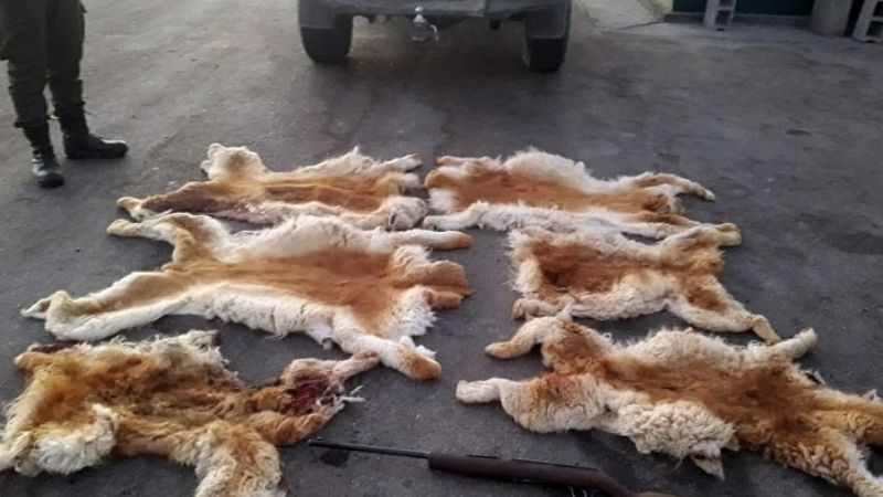 Gendarmería aprehendió a tres cazadores furtivos de vicuñas