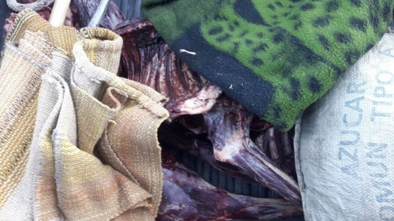 Gendarmería aprehendió a tres cazadores furtivos de vicuñas