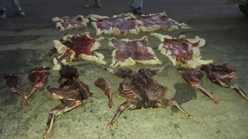 Gendarmería aprehendió a tres cazadores furtivos de vicuñas