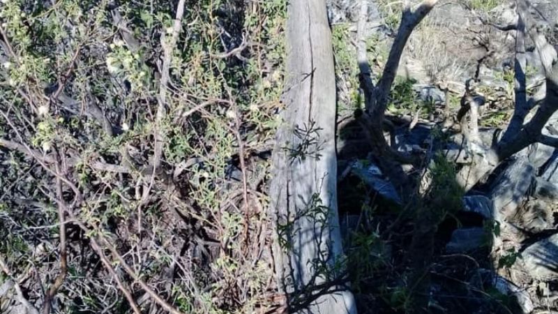 Intenso trabajo de operarios de la EC SAPEM en el cerro Ancasti