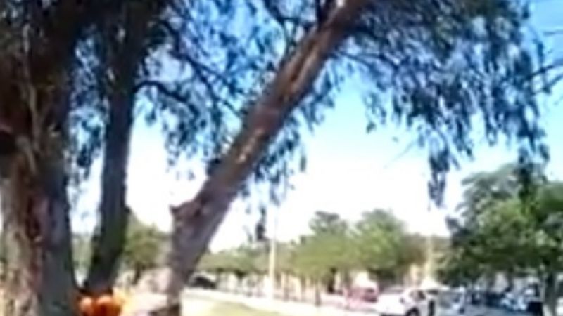 Por peligro de caída, retiran un árbol de gran porte