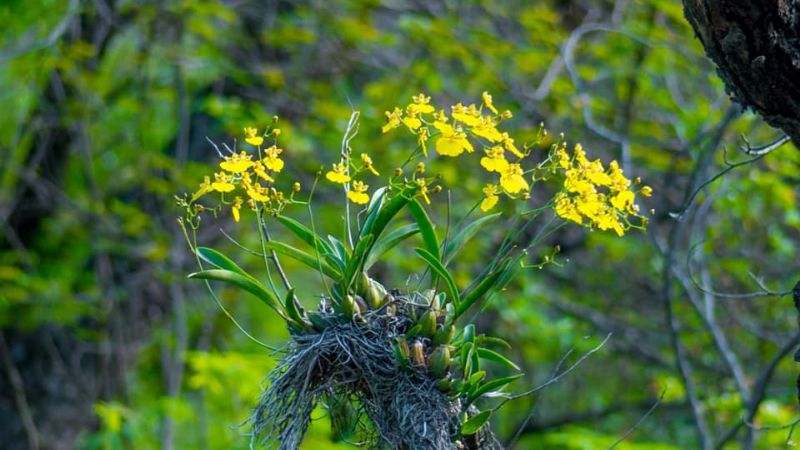 Maravillosas cascadas en Paclín