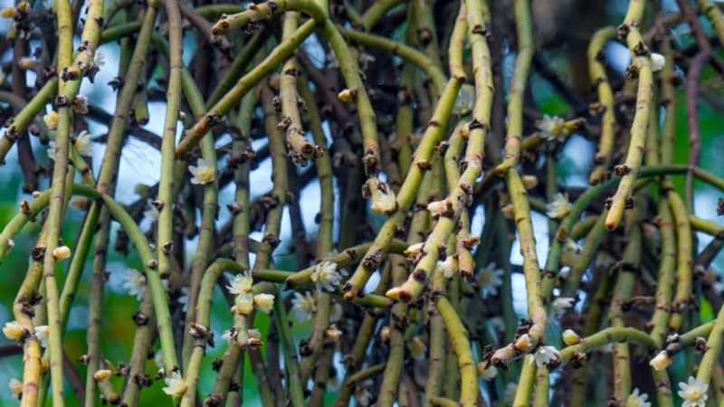 Maravillosas cascadas en Paclín