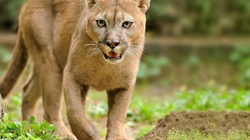 Sintió ladrar a los perros, y se dio con que había dos pumas en su casa