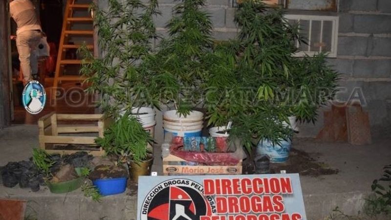Secuestran plantas de marihuana en Valle Viejo