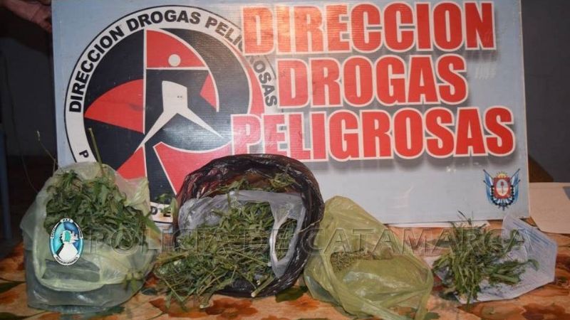 Secuestran plantas de marihuana en Valle Viejo