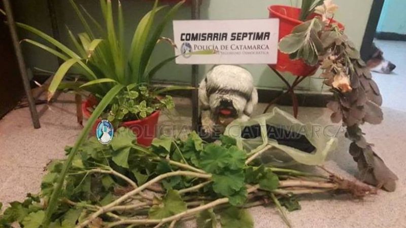 Atrapan a dos jóvenes que robaron masetas y plantas en una casa