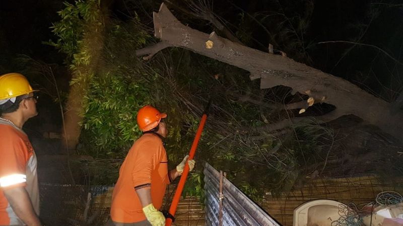 En el Día de la Defensa Civil, retiraron árboles caídos por el temporal