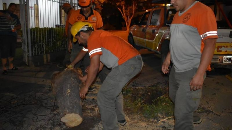 En el Día de la Defensa Civil, retiraron árboles caídos por el temporal