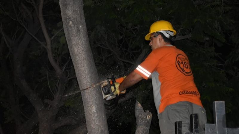 En el Día de la Defensa Civil, retiraron árboles caídos por el temporal