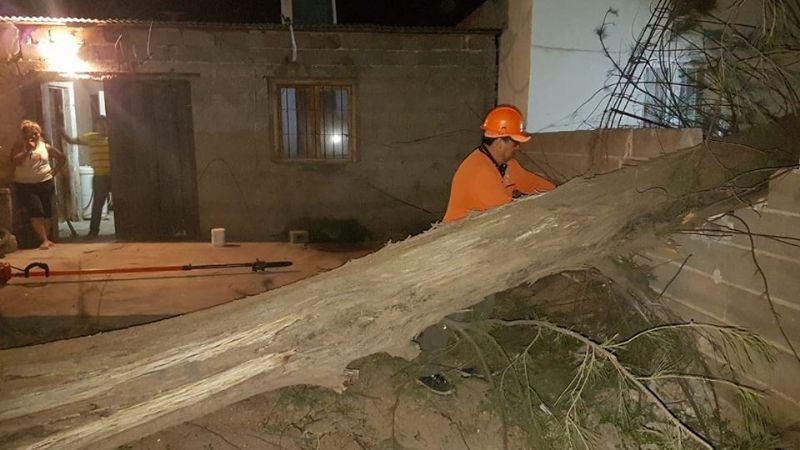 En el Día de la Defensa Civil, retiraron árboles caídos por el temporal