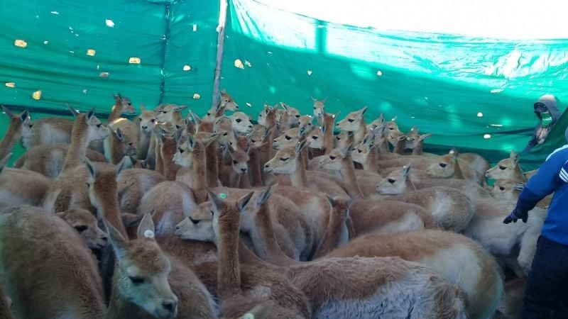 Exitosa esquila de vicuñas en Laguna Blanca