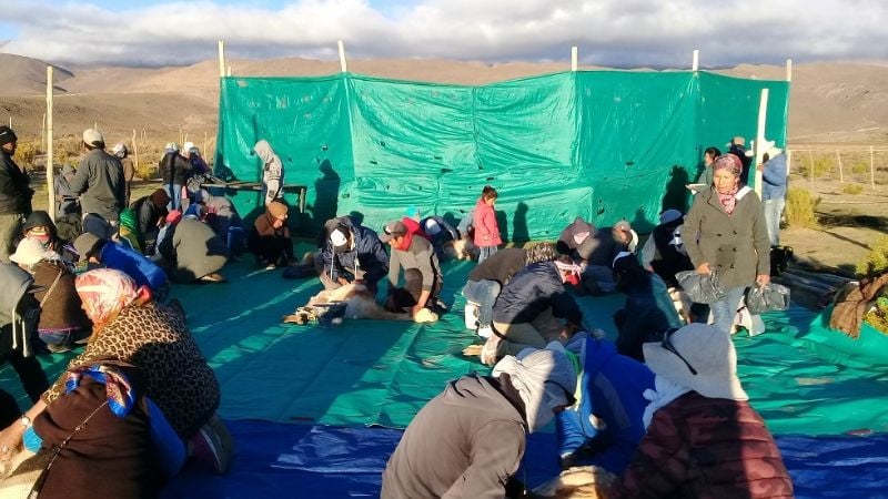 Exitosa esquila de vicuñas en Laguna Blanca