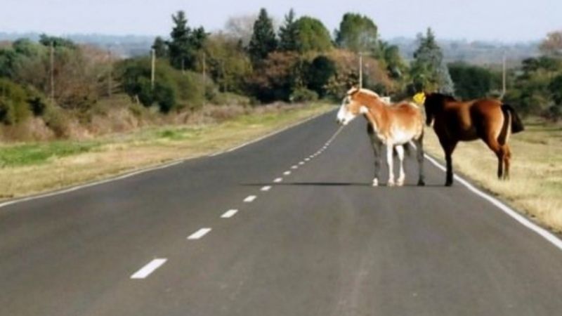 Secuestran animales sueltos en el sur de la Capital y en Capayán