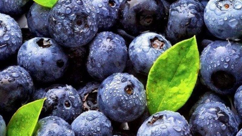 Tucumán exportará arándanos a China en el 2019