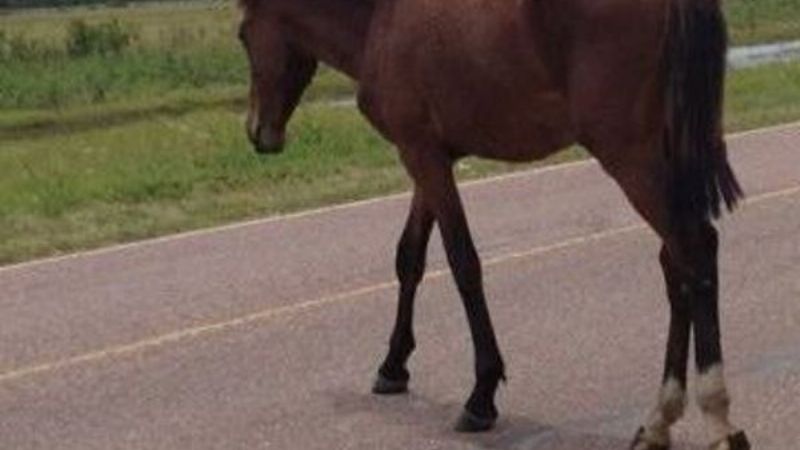 Secuestran un caballo en la ruta 4