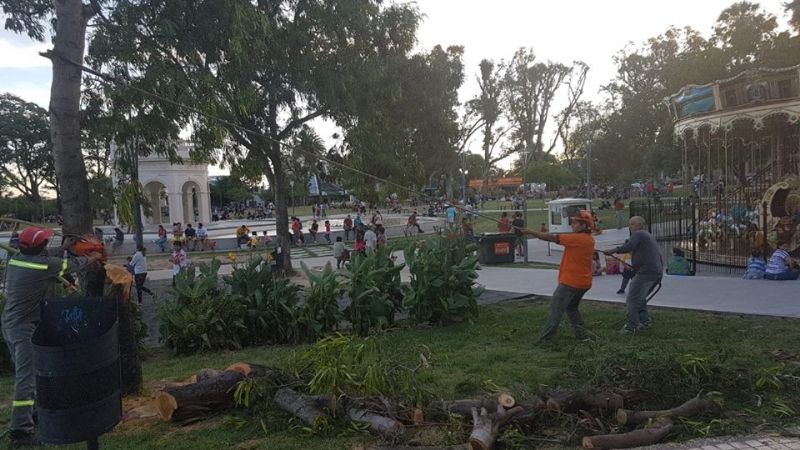 Retiraron un árbol caído en La Alameda