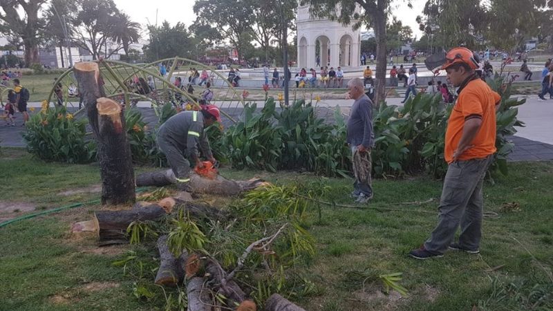 Retiraron un árbol caído en La Alameda