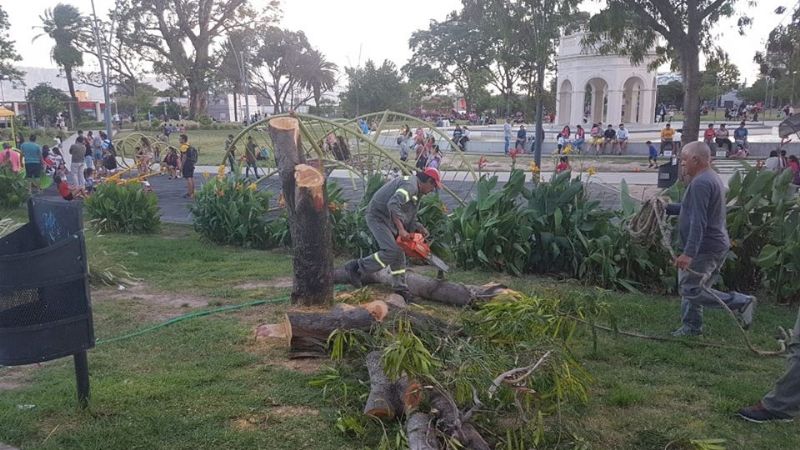 Retiraron un árbol caído en La Alameda