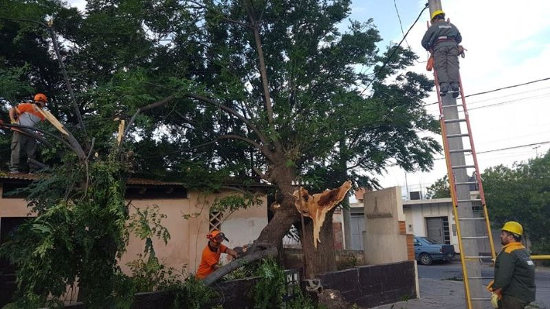 Se cayó un árbol en la calle y dañó el tendido eléctrico
