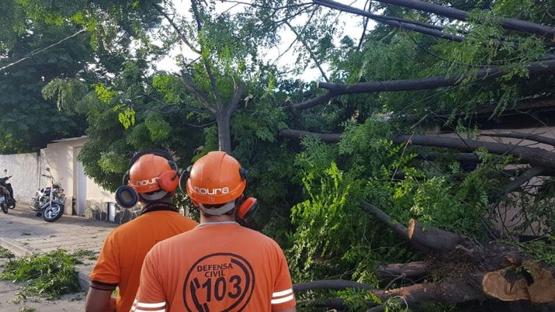 Se cayó un árbol en la calle y dañó el tendido eléctrico