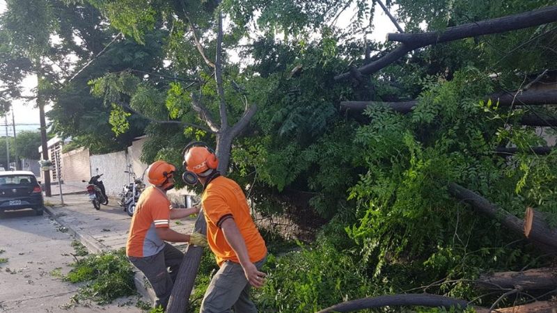 Se cayó un árbol en la calle y dañó el tendido eléctrico