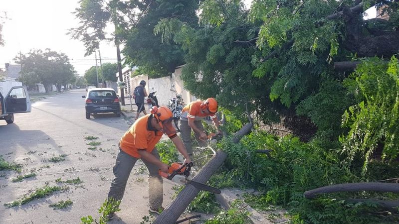 Se cayó un árbol en la calle y dañó el tendido eléctrico