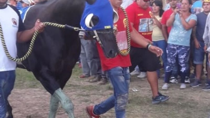 Americano, el caballo cata es campeón argentino