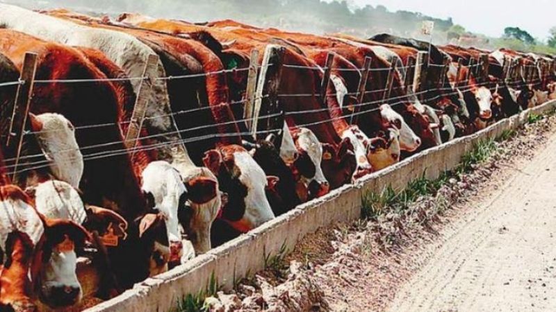 Argentina vuelve a exportar carne a Estados Unidos luego de 17 años